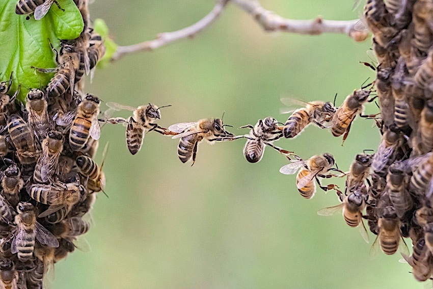 bienen-1