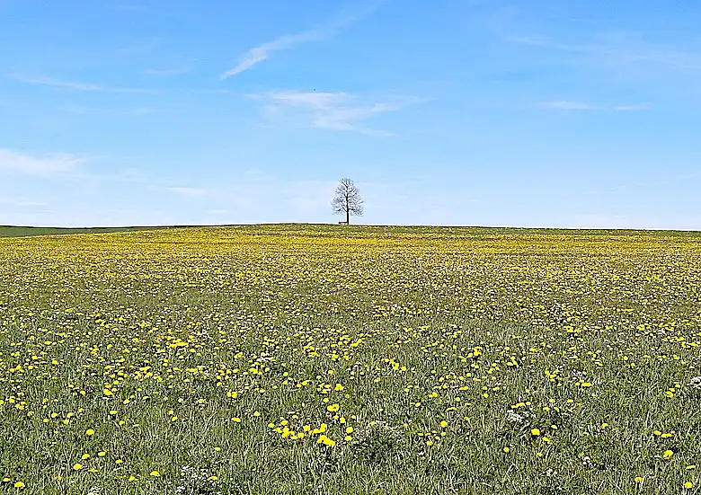 Wiese mit Löwenzahn und einzelnem Baum in der Ferne